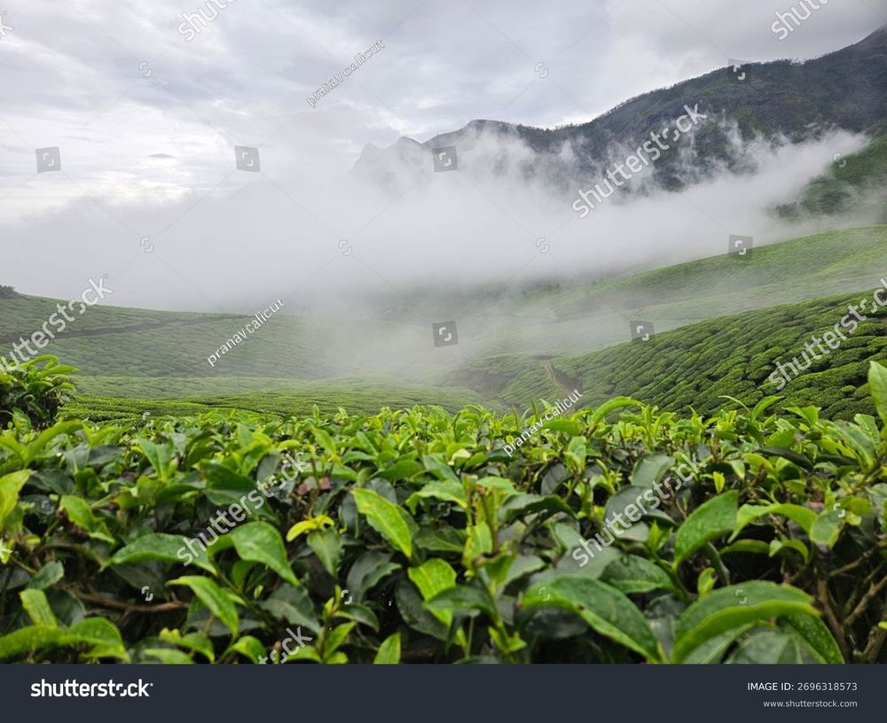 Munnar, Kerala — India
