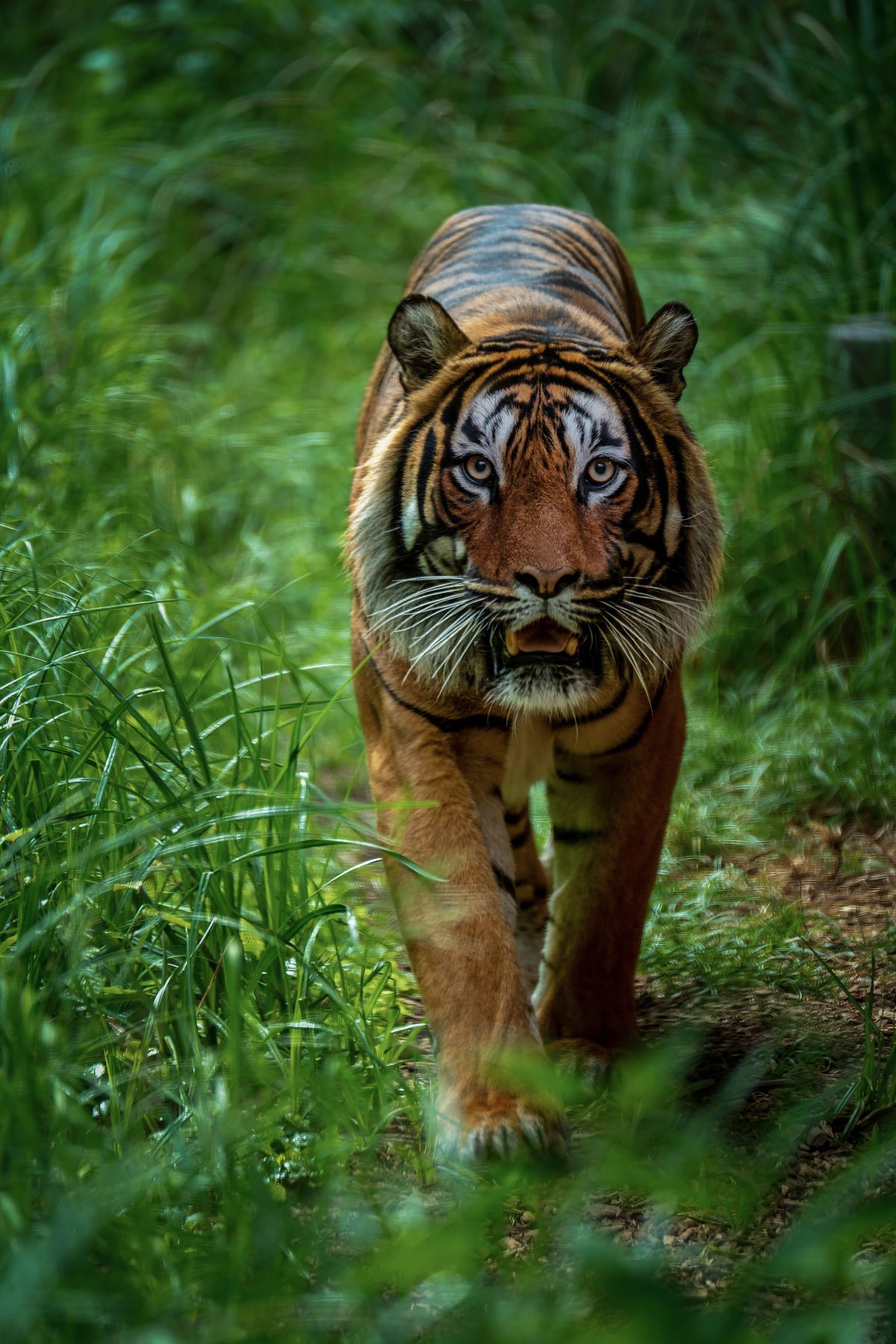 Bengal Tiger, Sundarbans — India